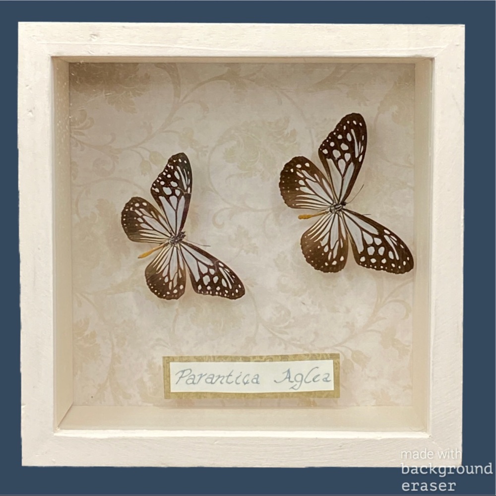 Parentica Aglea Taxidermy Butterfly’s in Shadowbox
